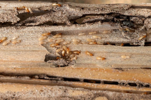 Spider Control Near Me in Marietta, PA